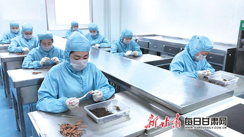 甘肅隴萃堂營養(yǎng)保健食品股份職工認真篩檢蟲草